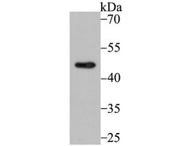 CXCR5 Antibody (JB11-40), Novus Biologicals 100 &mu;l; Unconjugated:Antibodies,